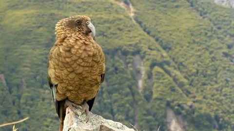 Mountain parrot - Kea Stock Footage 35659192