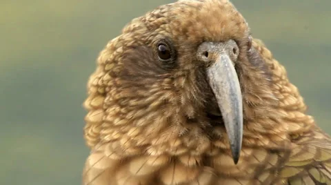 Mountain parrot - Kea 스톡 동영상 35659197
