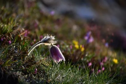 Mountain Pasqueflower. Stock Photos