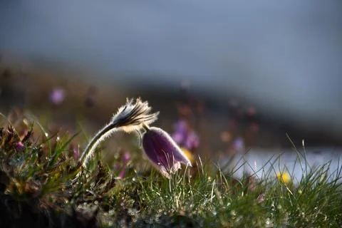 Mountain Pasqueflower. Stock Photos