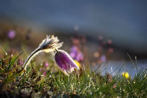 Mountain Pasqueflower. Stock Photos