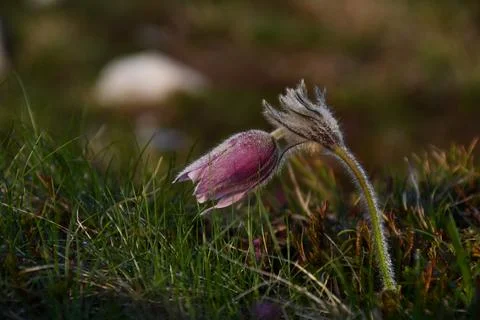 Mountain Pasqueflower. Stock Photos