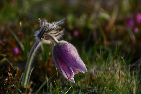 Mountain Pasqueflower. Stock Photos