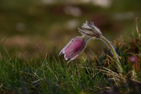 Mountain Pasqueflower. Stock Photos