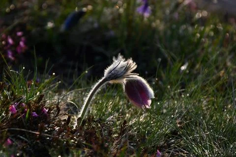 Mountain Pasqueflower. Stock Photos