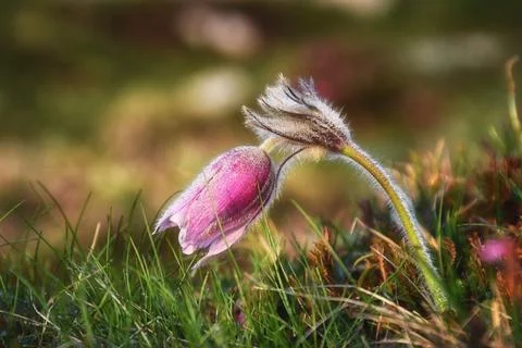 Mountain Pasqueflower. Stock Photos