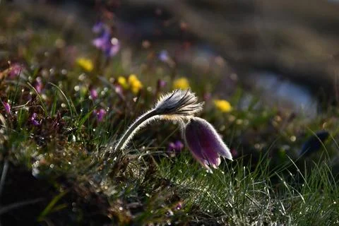Mountain Pasqueflower. Stock Photos