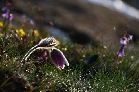 Mountain Pasqueflower. Stock Photos