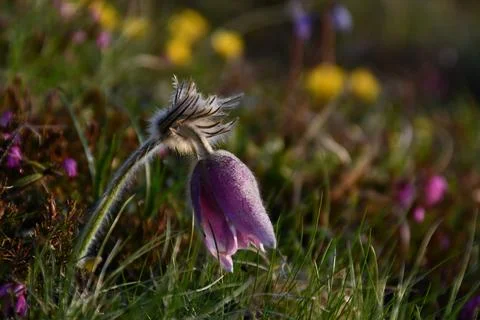 Mountain Pasqueflower. Stock Photos