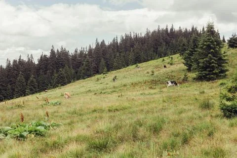 Mountain pasture with cows Stock Photos