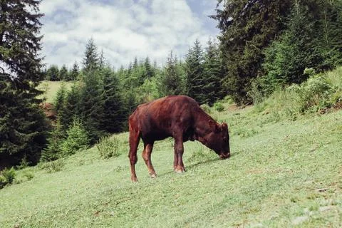 Mountain pasture with cows Stock Photos