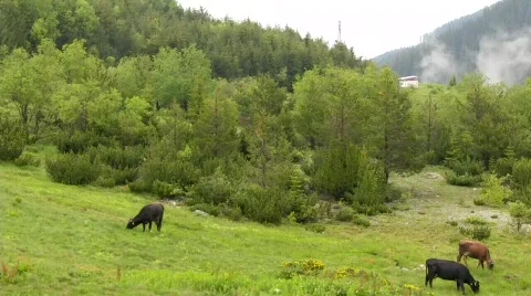 Mountain pasture Stock Footage 347321
