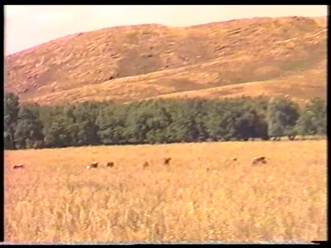 Mountain Pasture Stock Footage 342692262