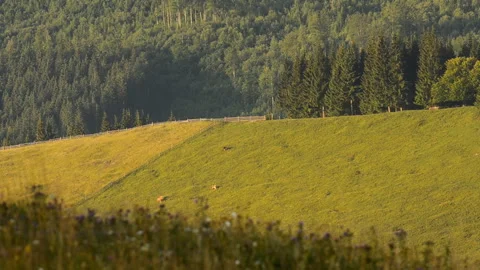 Mountain pasture with grazing cows. Stock Footage 89539520