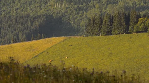 Mountain pasture with grazing cows. Stock Footage 90463897