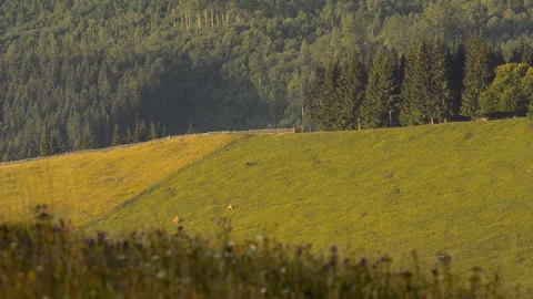Mountain pasture with grazing cows. Stock Footage 91120525
