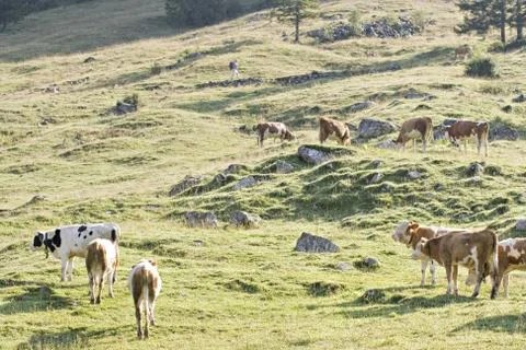 Mountain pasture Stock Photos