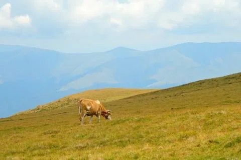 Mountain pasture Stock Photos