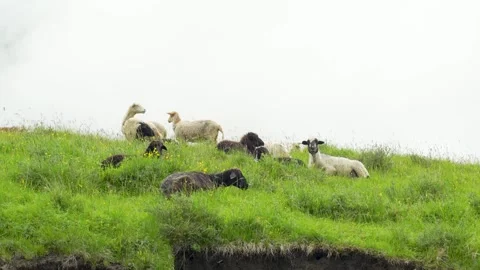 Mountain pasture: sheep against a backdrop of misty ridges Stock Footage 342713356