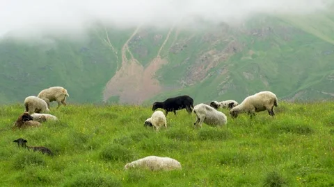 Mountain pasture: sheep against a backdrop of misty ridges 库存影片 342713375
