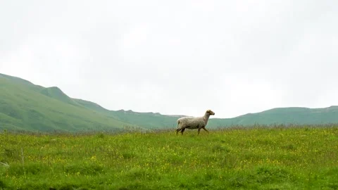 Mountain pasture: sheep against a backdrop of misty ridges Stock Footage 342713528