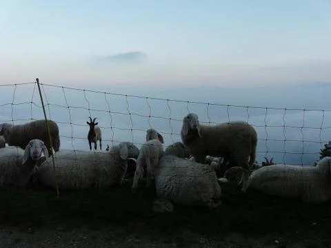 MOUNTAIN pasture of sheep and goats Stock Photos