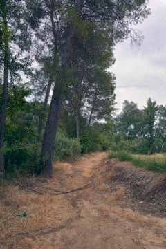 Mountain path among the pines Stock Photos