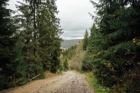 Mountain path among trees and open areas in the Carpathian Mountains. Beautiful Stock Photos