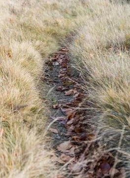 Mountain path in the Carpathians covered with dry fallen leaves and surrounde 스톡 사진