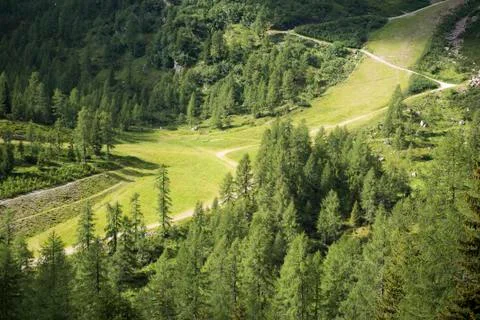 Mountain path in the forest, dolomites Stock Photos