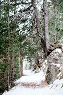 Mountain path in the snowy forest Foto stock
