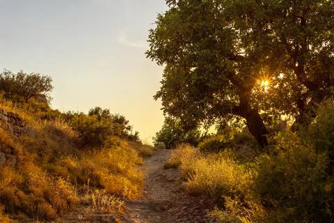 Mountain path with a spreading tree on the side of the road blocking the sett Stock Photos