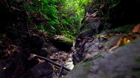 Mountain path by the stream Stock Photos