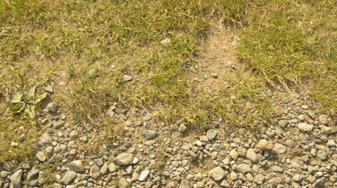 Mountain path in summer day  dolly 動画素材 64515828