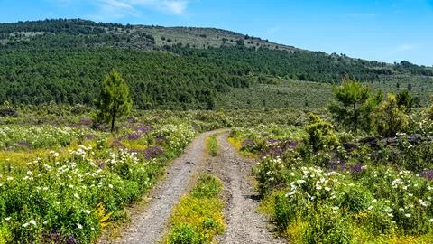 Mountain path surrounded by green meadows and colorful flowers in central Spain. Stock Photos