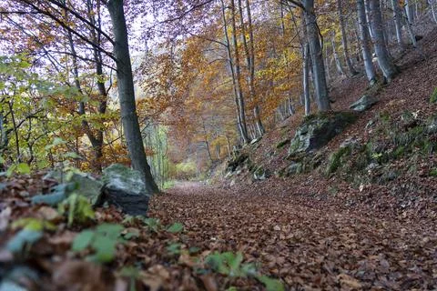 Mountain path surrounded by tall trees in autumn foliage Stock Photos