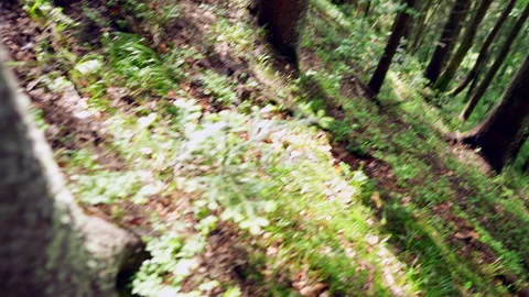A mountain path through dense forest. Stock Footage 311250292