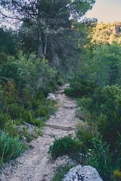 Mountain path through the forest Stock Photos