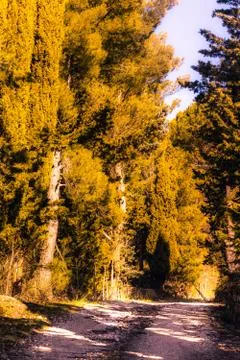 Mountain path with trees and dirt road Stock Photos