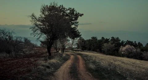 Mountain Path Trees Green 库存照片