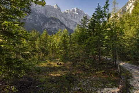 Mountain path trough the forest 스톡 사진