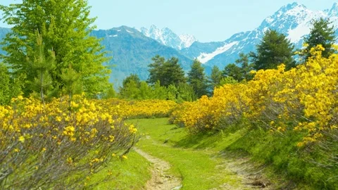 A mountain path with yellow rhododendrons in full bloom Stock Footage 314635316