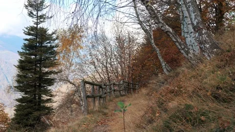 Mountain pathway with coniferous tree framed by autumn trees and shrubs on slope Stock Footage 324961052
