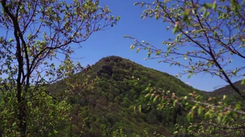 Mountain peak between trees Stock Footage 169529882