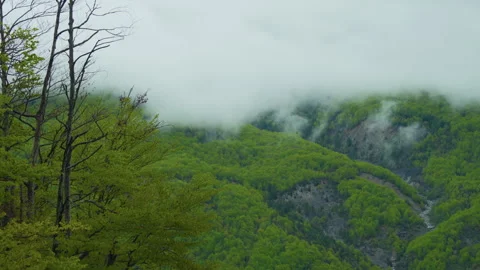 Mountain peak green tree foreground rocky summit tripod shot Stock Footage 337011286
