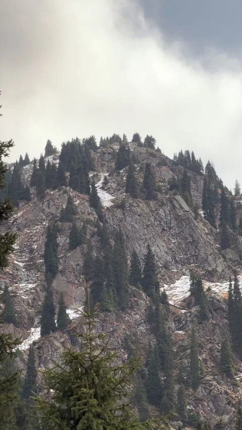 Mountain peak with pine forest and snow Stock Footage 318298213