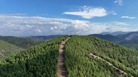 Mountain peak of pine tree forest with path of fire protection. Stock-Footage 286995735