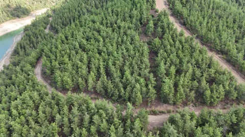 Mountain peak of pine tree forest with path of fire protection. Stock Footage 286995885