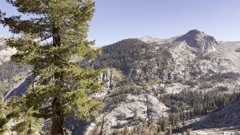 Mountain Peak Vista with Pine Tree in Sierra Nevada Video stock 286073660
