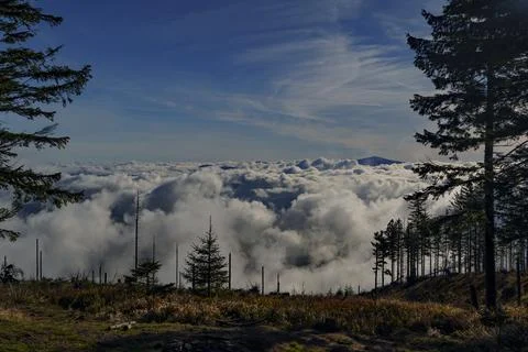 Mountain peaks above clouds with pine trees in foreground Stock Photos